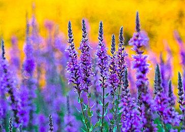 《超级马里奥RPG：重制版》删除了李小龙彩蛋 让人遗憾